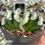 Haworthia Orbiculata - Image 2