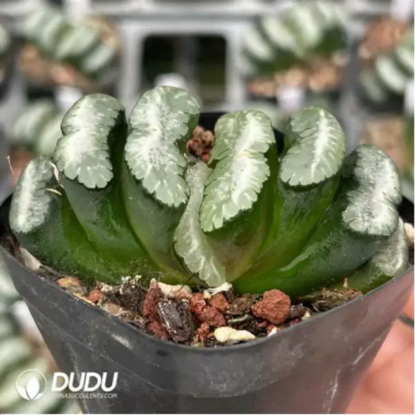 Haworthia Orbiculata - Image 2