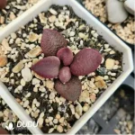 Adromischus Abdomen
