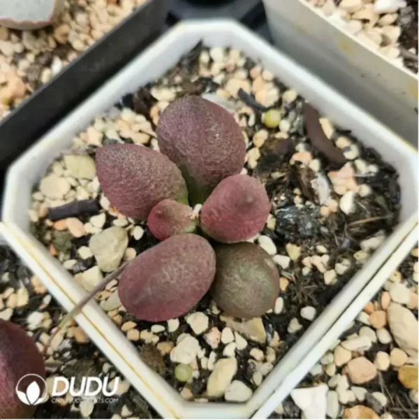 Adromischus Abdomen - Image 2