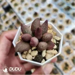 Adromischus Abdomen - Image 2