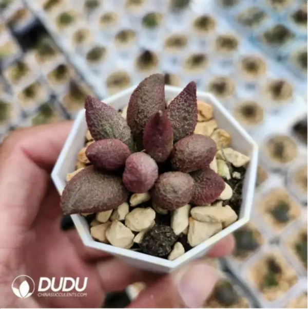 Adromischus Abdomen - Image 2