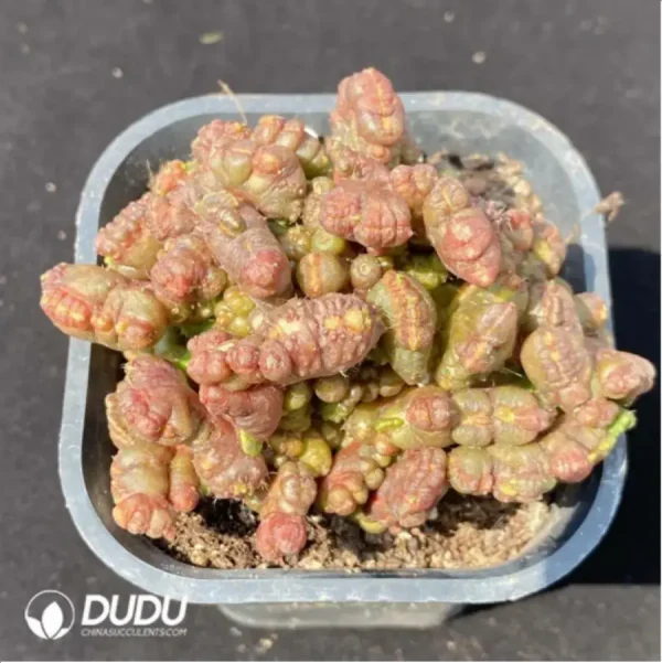 1756119257-1-1753.webp Cactus-Mammillaria bocasana cv.Fred - Image 1