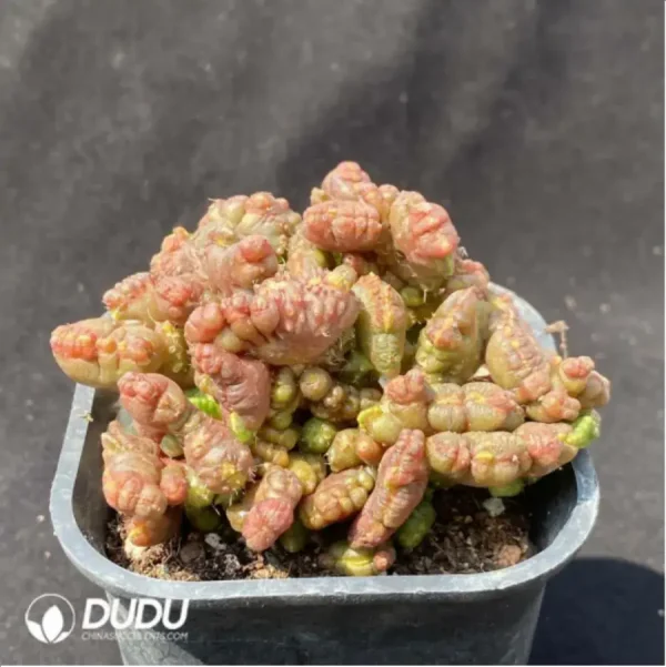 1756119258-2-1025.webp Cactus-Mammillaria bocasana cv.Fred - Image 2