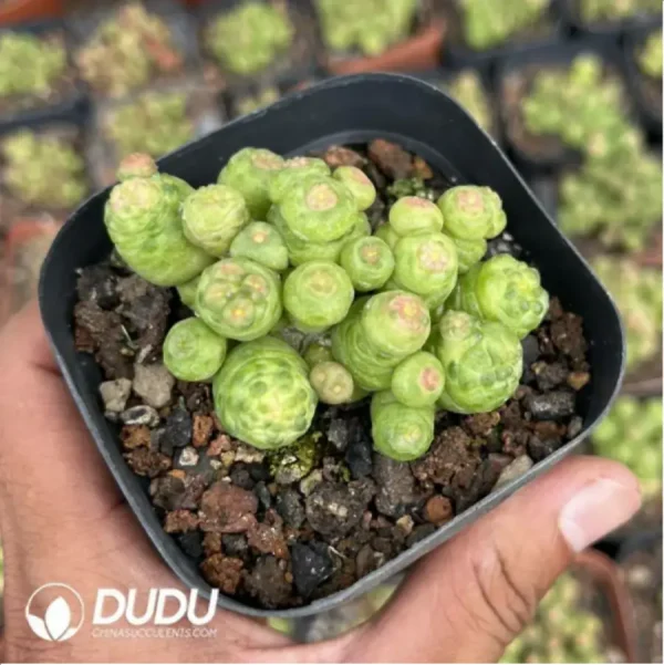 1756119259-1-1163.webp Cactus-Mammillaria bocasana cv.Fred Cristata - Image 1