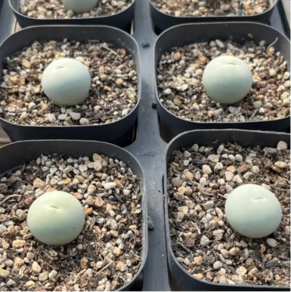 Conophytum-calculus - Image 1