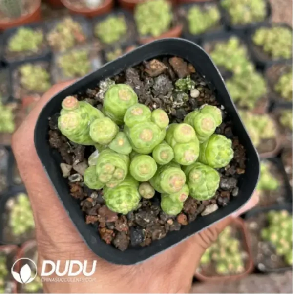 Cactus-Mammillaria bocasana cv.Fred Cristata - Image 2