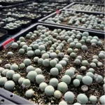 Conophytum-calculus - Image 2