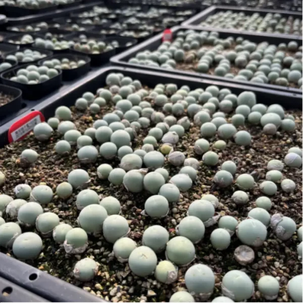 Conophytum-calculus - Image 2