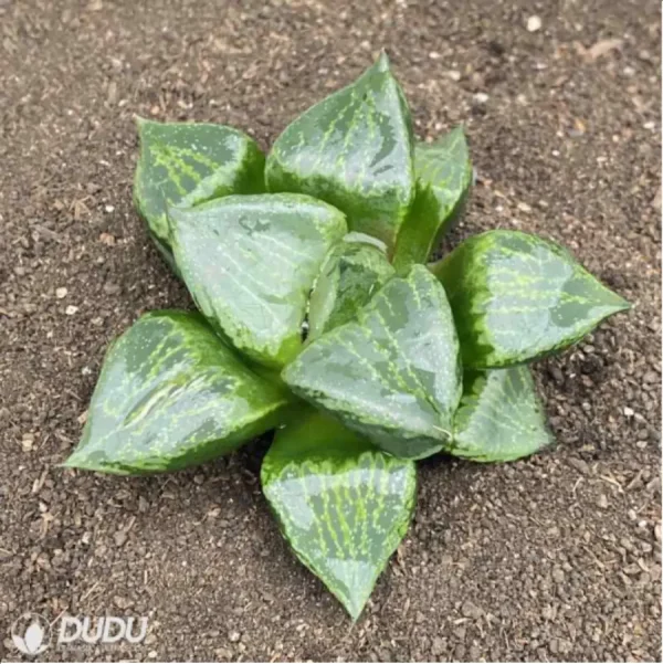 Haworthia 'Ura Hannya' - Image 1