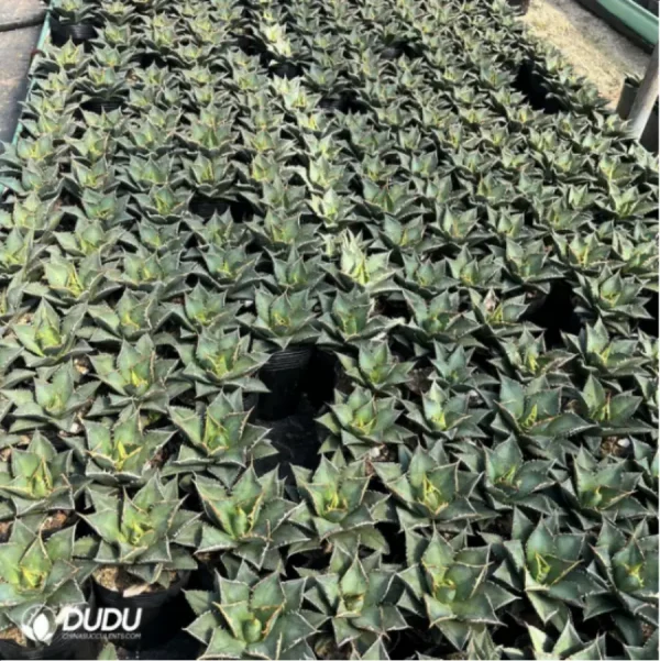 1756119283-1-3006.webp Agave Ovatifolia - Image 1