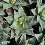 Agave Ovatifolia - Image 2