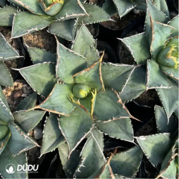 Agave Ovatifolia - Image 2