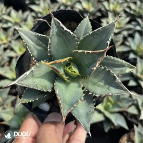 Agave Ovatifolia - Image 3