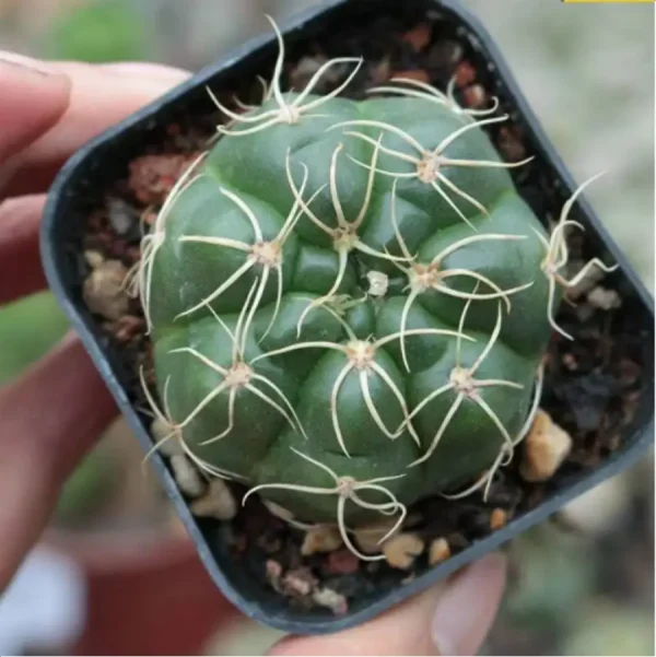 1756119287-1-3050.webp Cactus-Gymnocalcium Paraguayense - Image 1