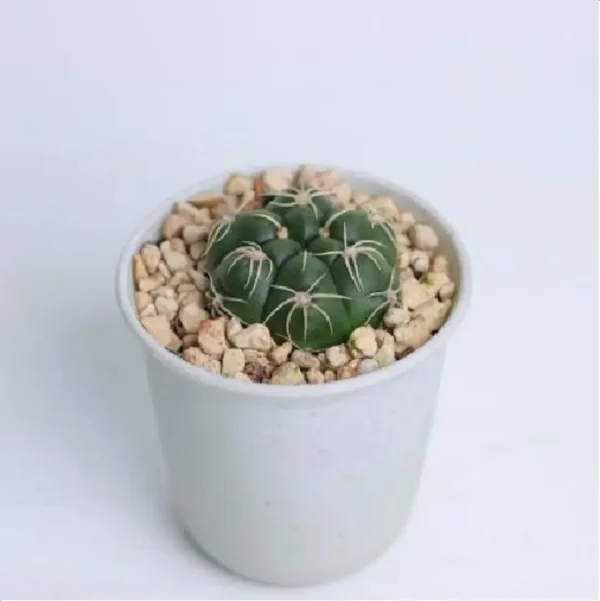 Cactus-Gymnocalcium Paraguayense - Image 1