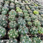 Cactus-Gymnocalcium Paraguayense