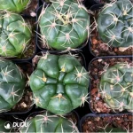 Cactus-Gymnocalcium Paraguayense - Image 2
