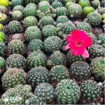 Cactus-Cactaceae Lotus