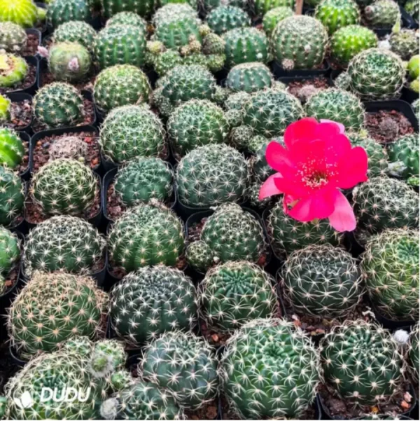 1756119294-1-2600.webp Cactus-Cactaceae Lotus - Image 1