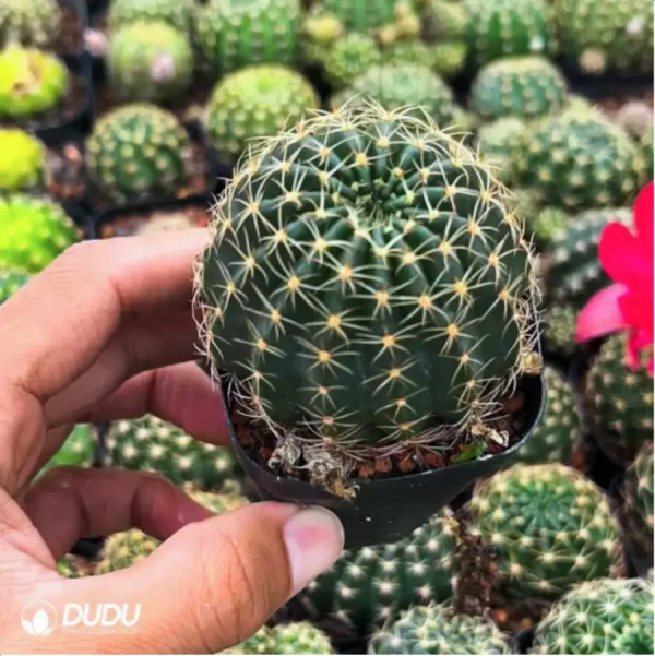 1756119295-2-1723.webp Cactus-Cactaceae Lotus - Image 2