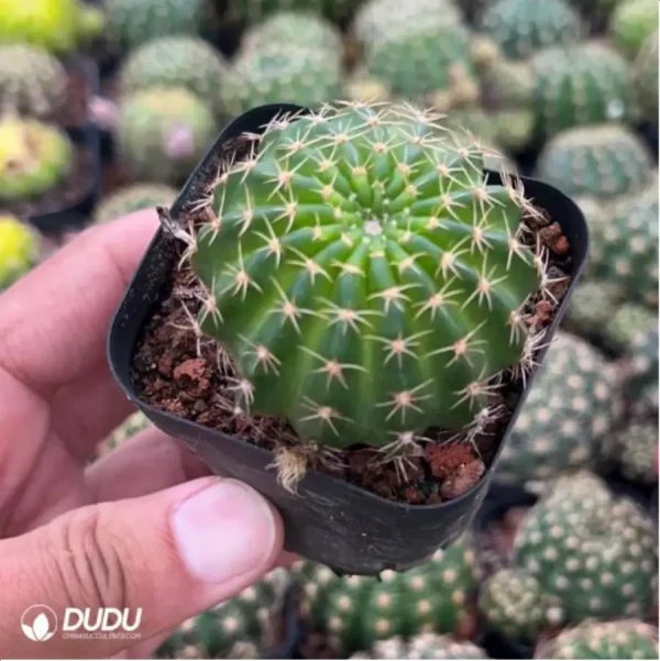 1756119296-3-345.webp Cactus-Cactaceae Lotus - Image 3