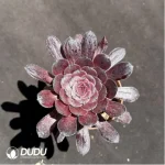 Aeonium Dark goddess