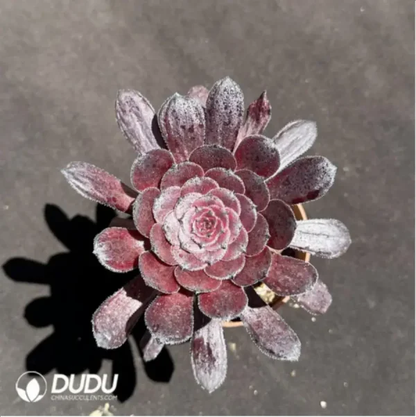 Aeonium Dark goddess - Image 1
