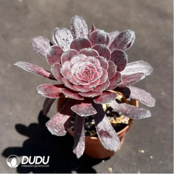 Aeonium Dark goddess - Image 2
