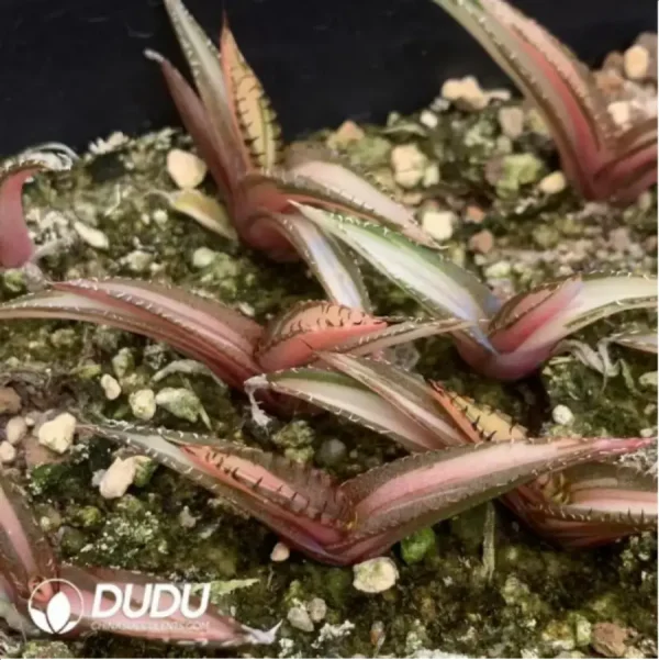 1756119315-1-1644.webp Agave Black Flame - Image 1