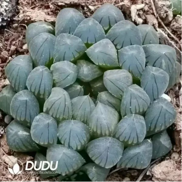 Haworthia Black skin - Image 1