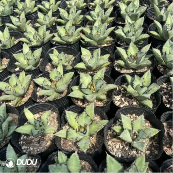 Agave black whale - Image 1