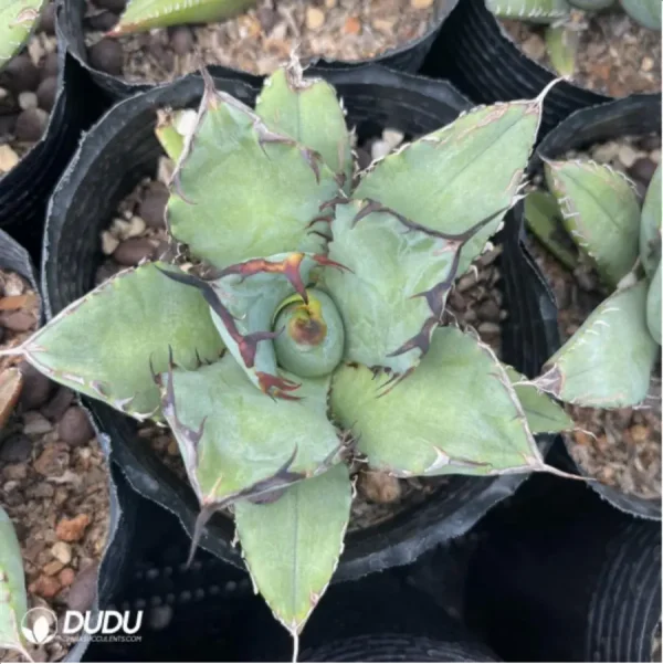 Agave black whale - Image 3