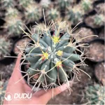 Cactus-GlanduliCactus-Unicatus