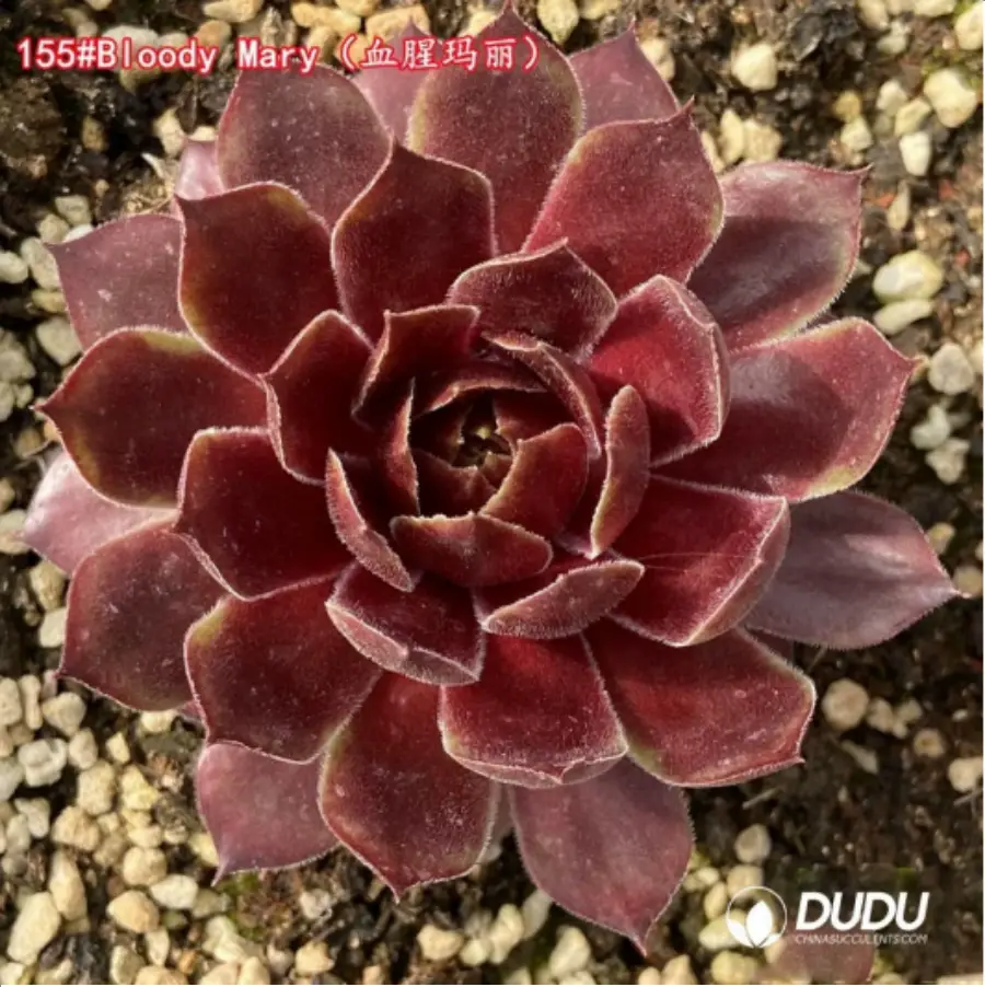 1756119330-1-1307.webp Sempervivum Bloody Mary - Image 1