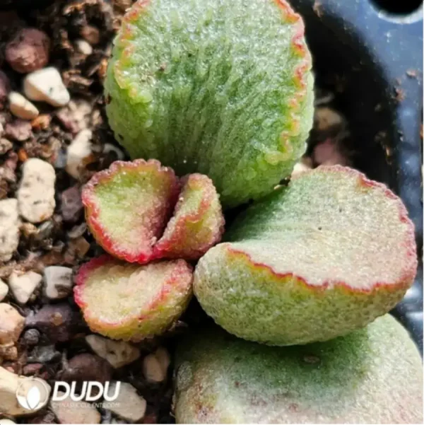 Adromischus Redlip - Image 2