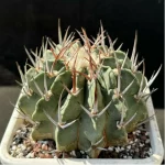 Cactus-Imperial Sword