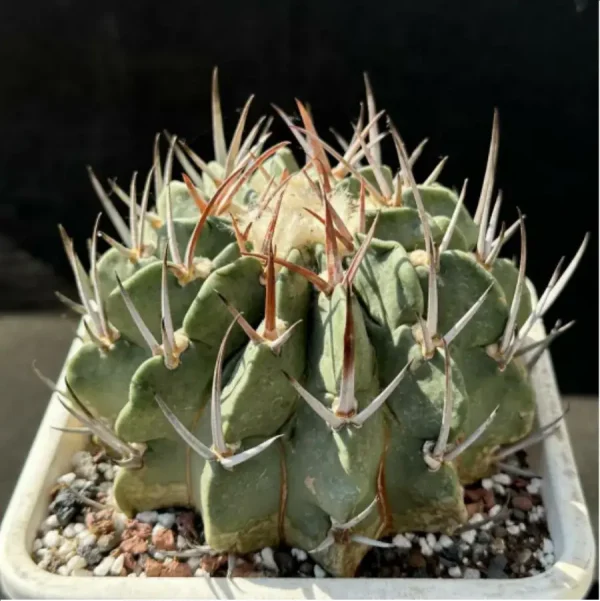 Cactus-Imperial Sword - Image 1