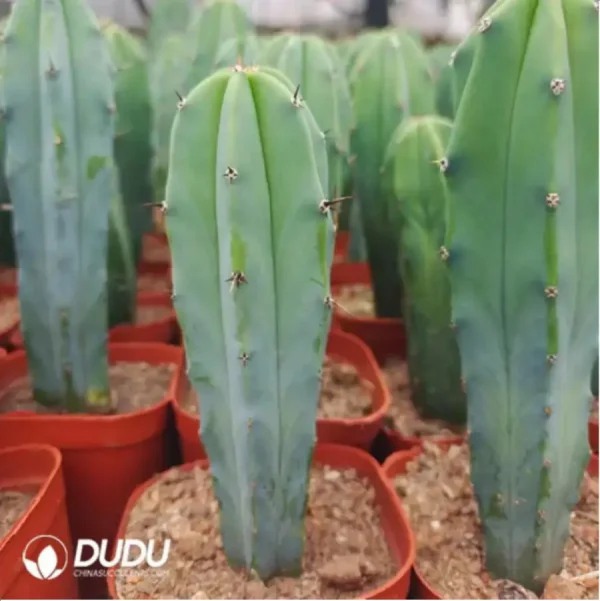 1756119343-2-1379.webp Cactus-MyrtilloCactus-Geometrizans - Image 2