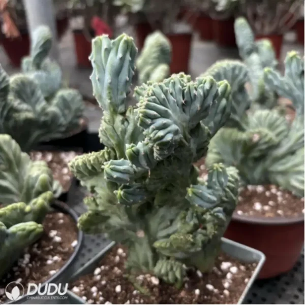 Cactus-MyrtilloCactus-Geometrizans Cristata - Image 1