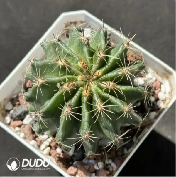 Cactus-Thelo setispinus (Engelm.) - Image 1