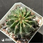 Cactus-Thelo setispinus (Engelm.)
