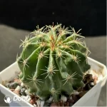 Cactus-Thelo setispinus (Engelm.) - Image 2