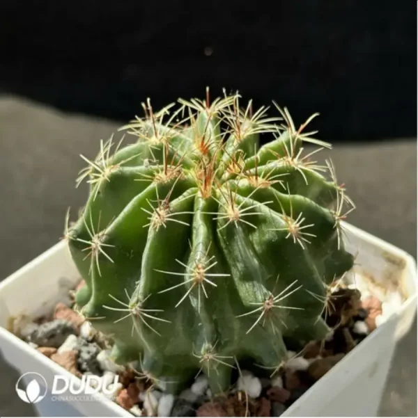 Cactus-Thelo setispinus (Engelm.) - Image 2