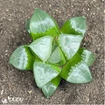Haworthia Longxi magnifica