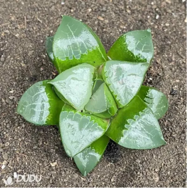 Haworthia Longxi magnifica - Image 2