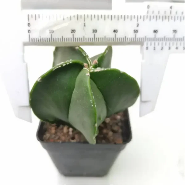 1756119362-1-3052.webp Cactus-Astrophytum myriostigma var. nudum - Image 1
