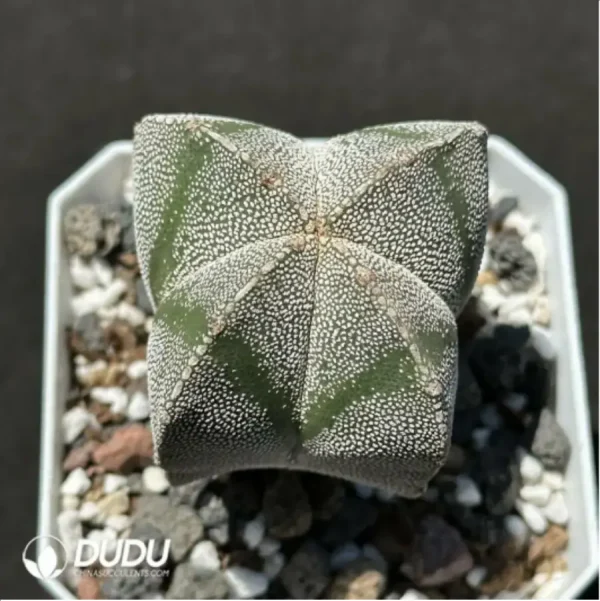 Cactus-Astrophytum myriostigma var. nudum - Image 1
