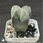 Cactus-Astrophytum myriostigma var. nudum - Image 2