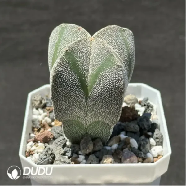 Cactus-Astrophytum myriostigma var. nudum - Image 2